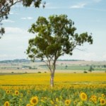 Toowoomba Sustainability Projects