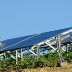 Solar panels and green plants