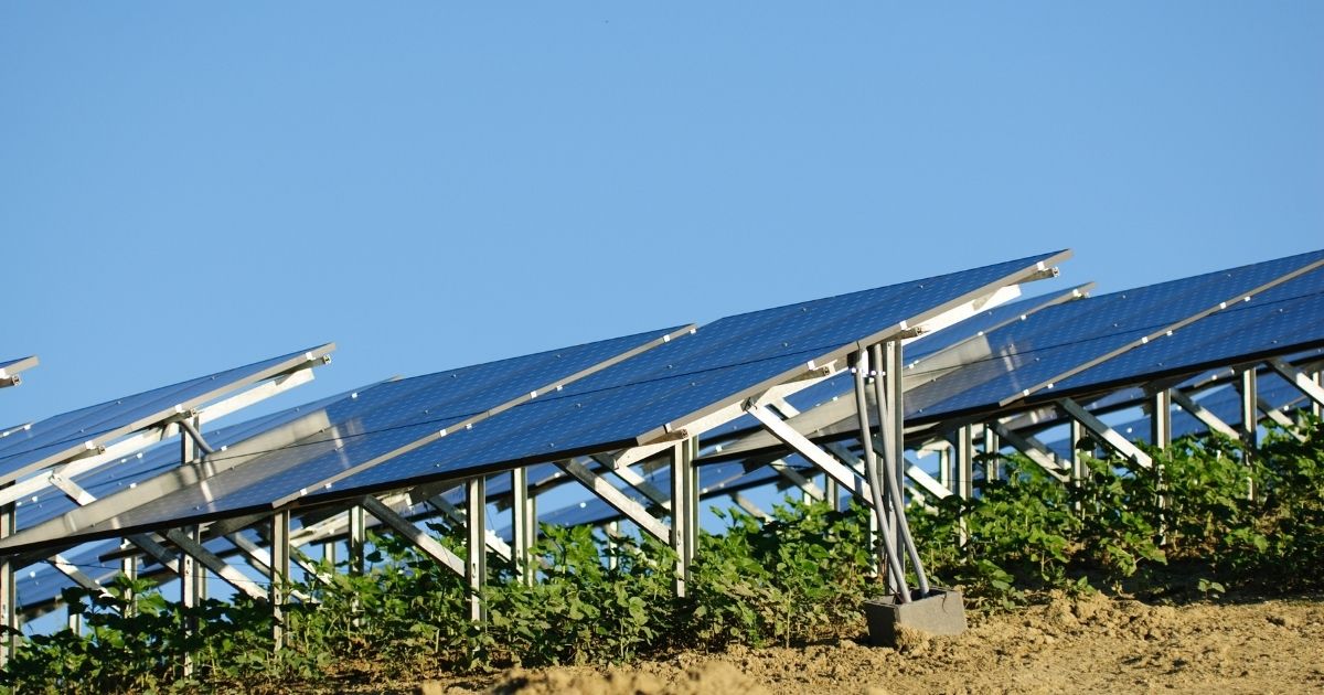 Solar panels and green plants